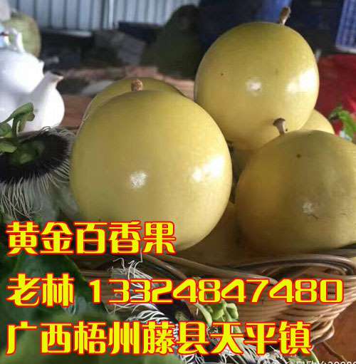 黄金百香果价格和图片 广西藤县盛林农业黄金百香果苗供应