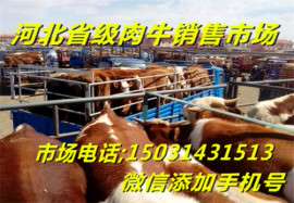 新疆肉牛崽品种/市场营销