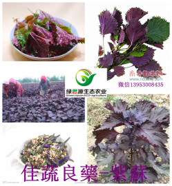 保健蔬菜珍品 佳蔬良药-紫苏
