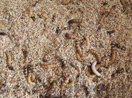 大麦虫 广州大麦虫 乌龟专用活体饲料 养殖场供应优质大麦虫
