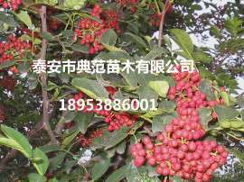 大红袍花椒苗 0.4公分花椒苗 规格足品种纯价格优惠
